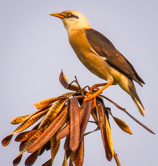 Acridotheres leucocephalus