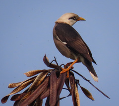 Acridotheres leucocephalus