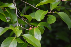Gymnosporia thompsonii