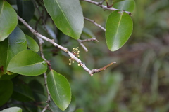 Gymnosporia thompsonii