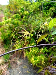 Strophanthus
