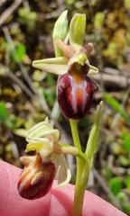Ophrys sphegodes grammica