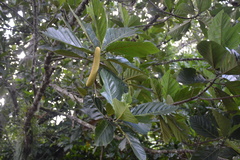 Artocarpus mariannensis