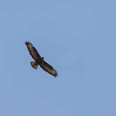Buteo buteo