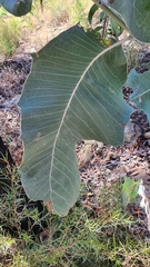 Acacia bancroftiorum