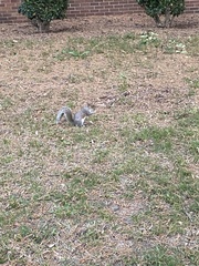 Sciurus carolinensis