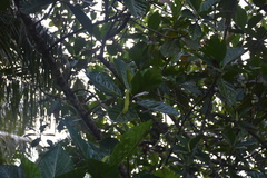 Artocarpus mariannensis
