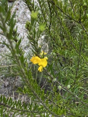 Aotus lanigera