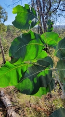 Acacia bancroftiorum