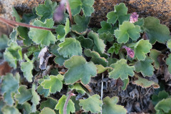 Heuchera brevistaminea