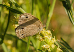 Stegosatyrus periphas