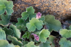 Heuchera brevistaminea