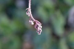 Heuchera brevistaminea