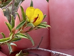 Pultenaea rariflora