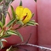 Pultenaea rariflora - Photo (c) Wild/flower Women, some rights reserved (CC BY-NC), uploaded by Wild/flower Women