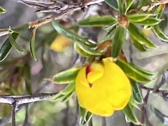 Pultenaea rariflora