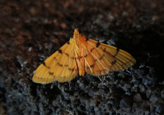 Dichocrocis