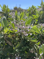 Eriodictyon crassifolium