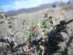 Helichrysum asperum asperum
