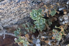 Ericameria cuneata macrocephala