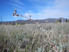 Helichrysum asperum asperum