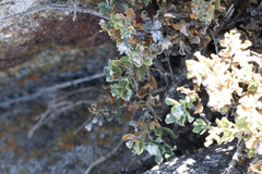 Ericameria cuneata macrocephala