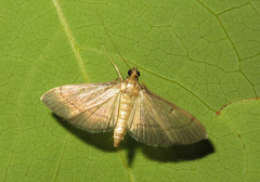 Bradina admixtalis