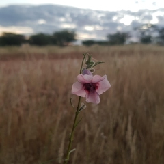 Sesamum triphyllum