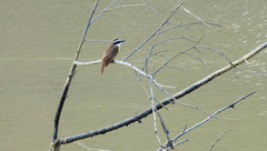 Pitangus sulphuratus