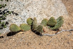 Opuntia polyacantha erinacea