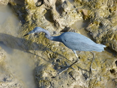 Egretta caerulea