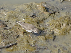 Charadrius semipalmatus
