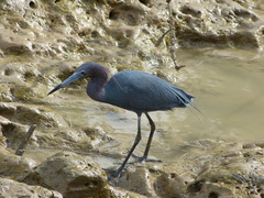 Egretta caerulea