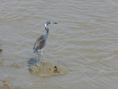 Egretta tricolor