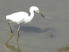 Egretta thula