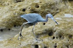 Egretta caerulea