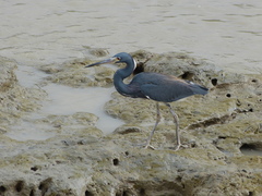 Egretta tricolor