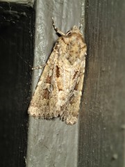Ectopatria xerampelina