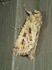 Ectopatria xerampelina