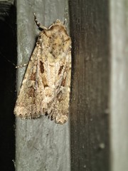 Ectopatria xerampelina