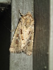Ectopatria xerampelina