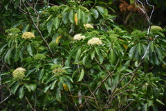 Tarenna sambucina