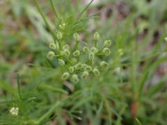 Spermolepis