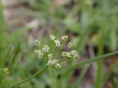 Spermolepis