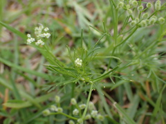 Spermolepis