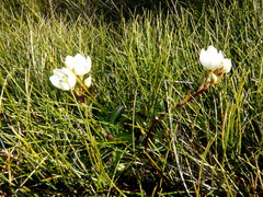 Gentianella montana