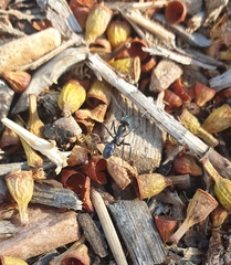 Iridomyrmex viridiaeneus