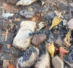 Iridomyrmex viridiaeneus