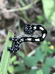 Acronyctodes mexicanaria