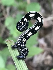 Acronyctodes mexicanaria